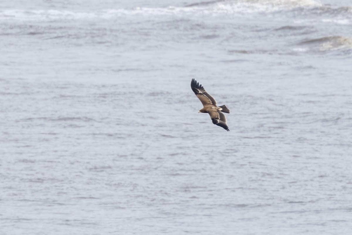 Indian Spotted Eagle - ML644254460
