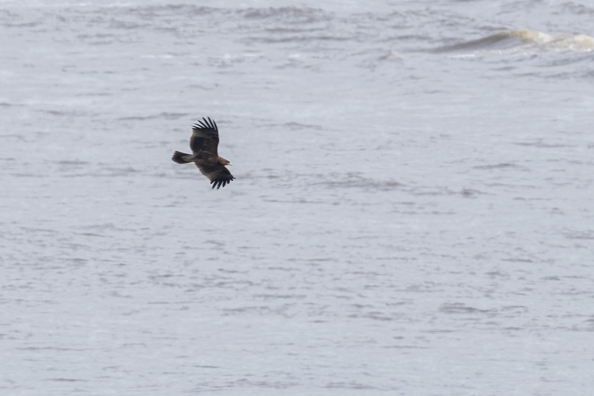 Indian Spotted Eagle - ML644254461