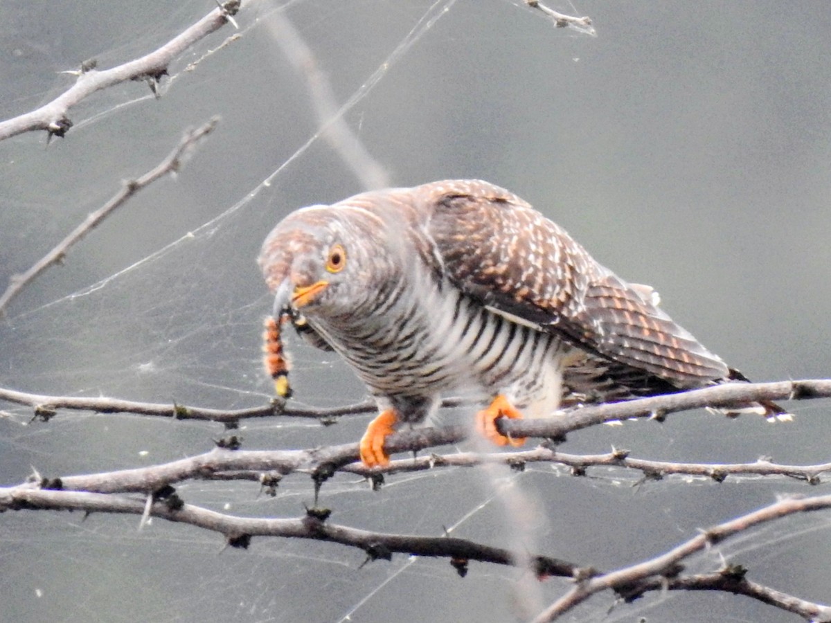 Common Hawk-Cuckoo - ML644254467