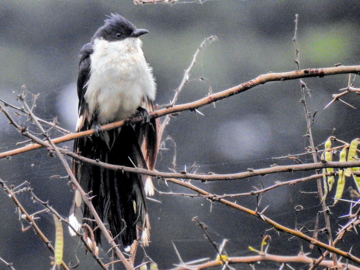 Pied Cuckoo - ML644254468