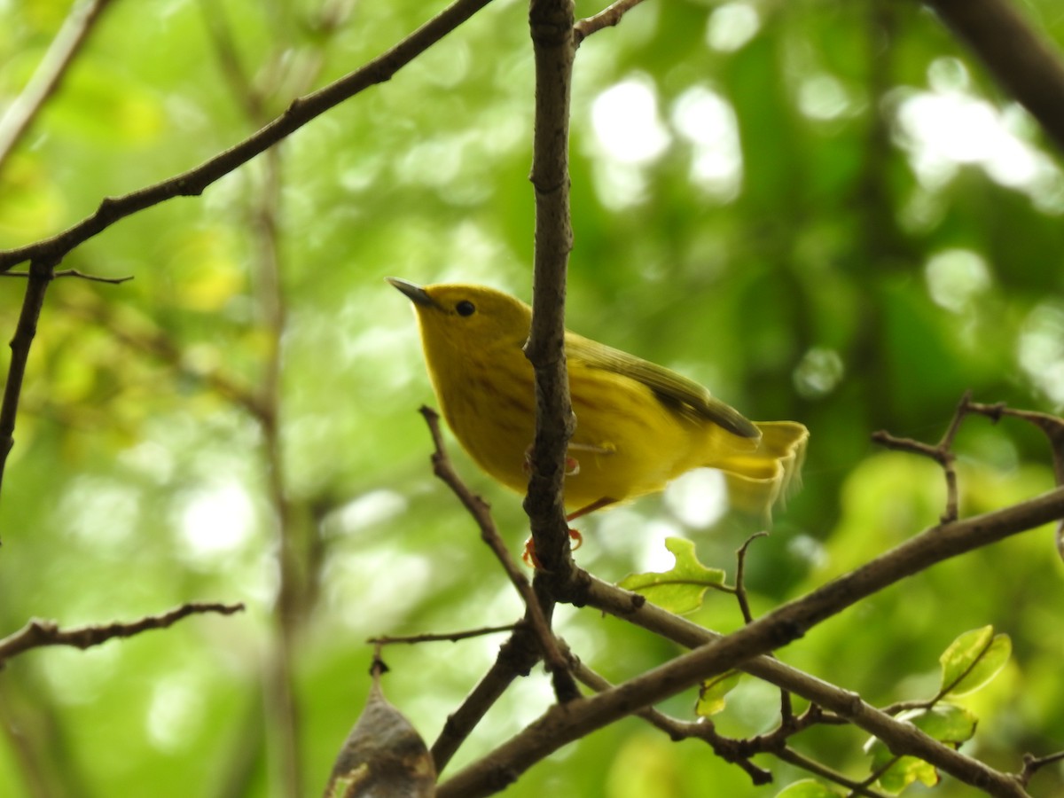 Northern/Mangrove Yellow Warbler - ML644254469