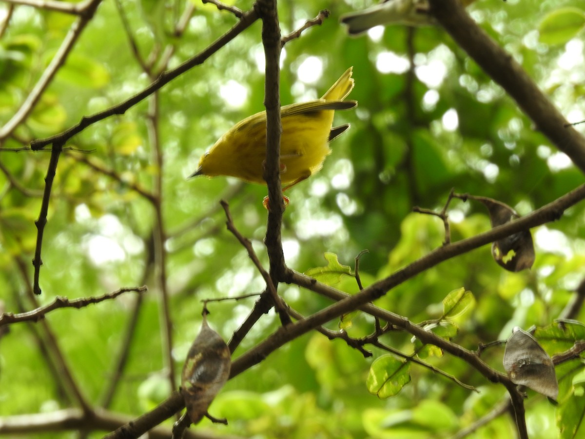 Northern/Mangrove Yellow Warbler - ML644254470