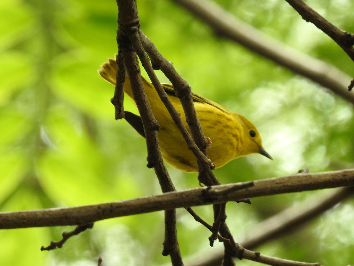 Northern/Mangrove Yellow Warbler - ML644254471