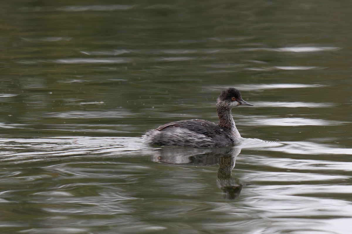黑頸鸊鷉 - ML644254472