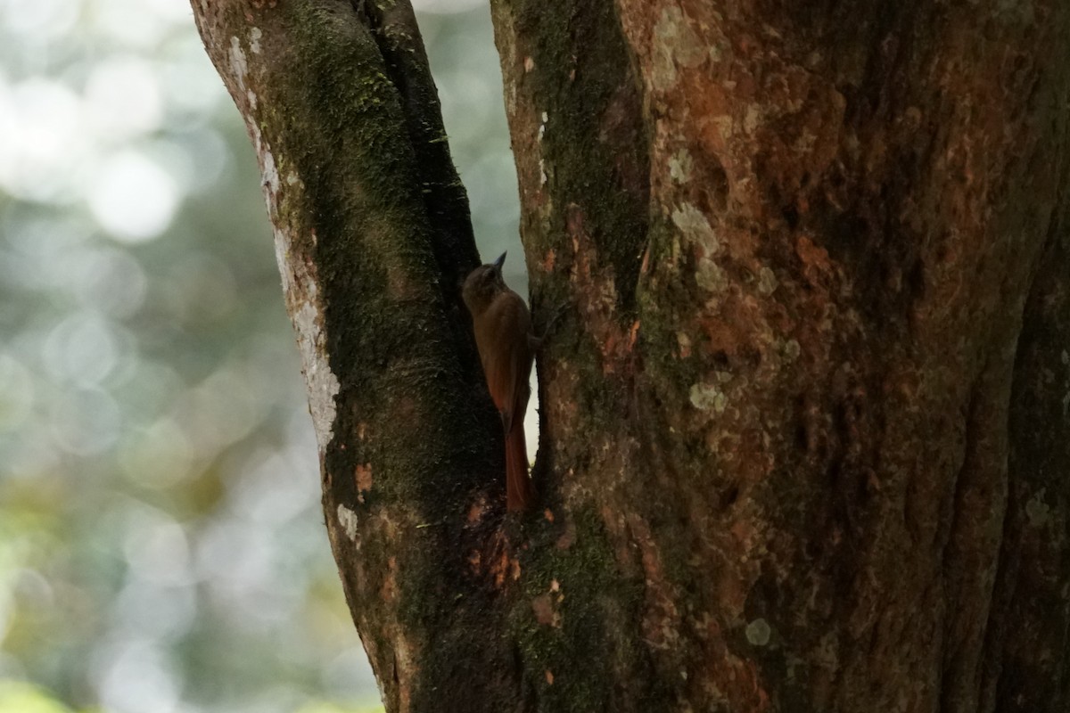 チビオニキバシリ - ML644254473