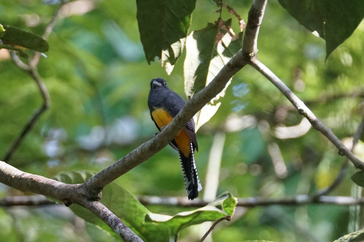 Mor Trogon - ML644254474