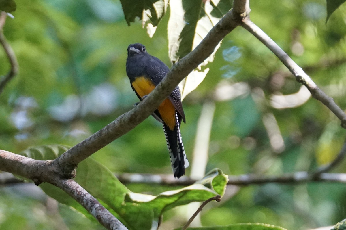 Mor Trogon - ML644254475