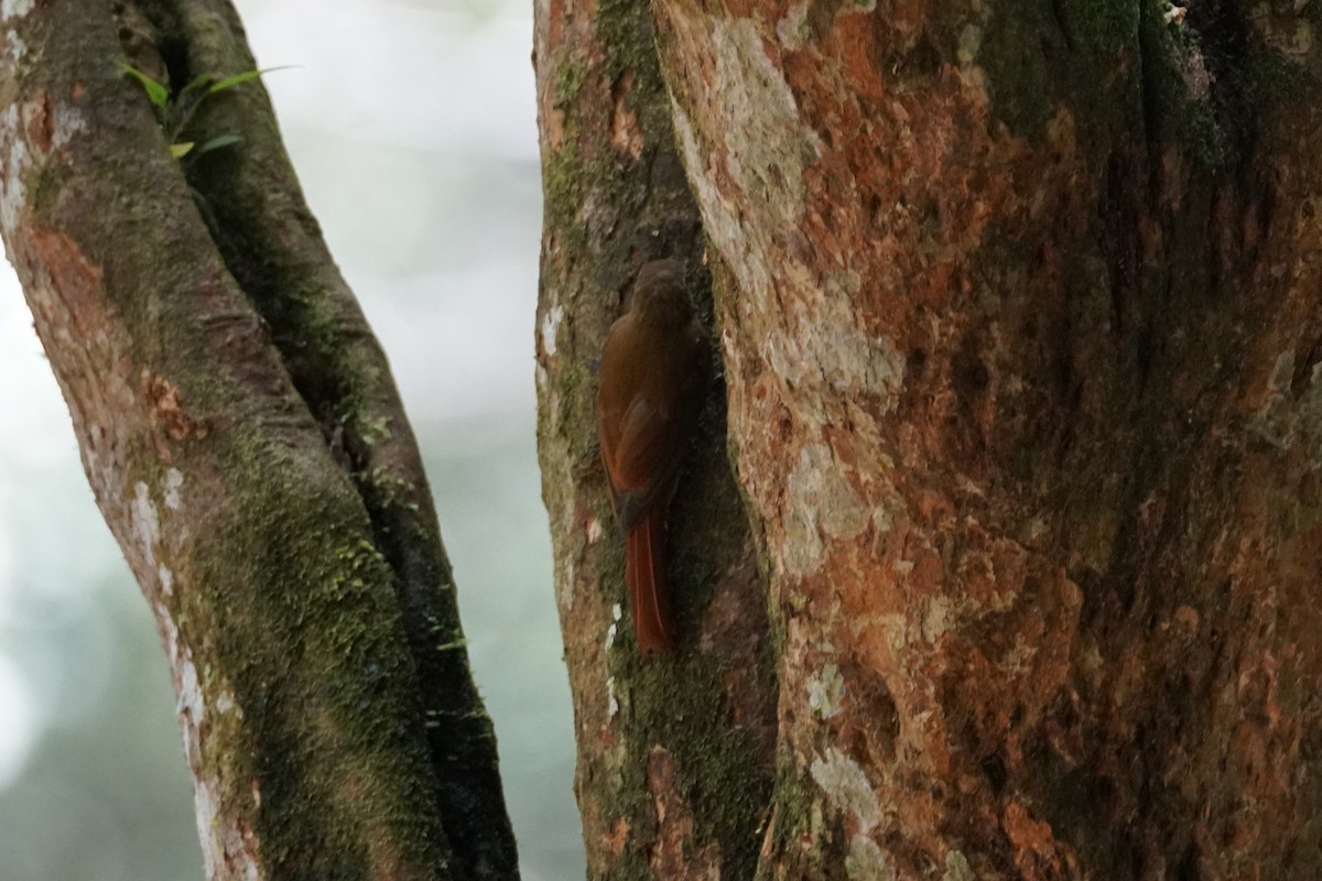 チビオニキバシリ - ML644254476