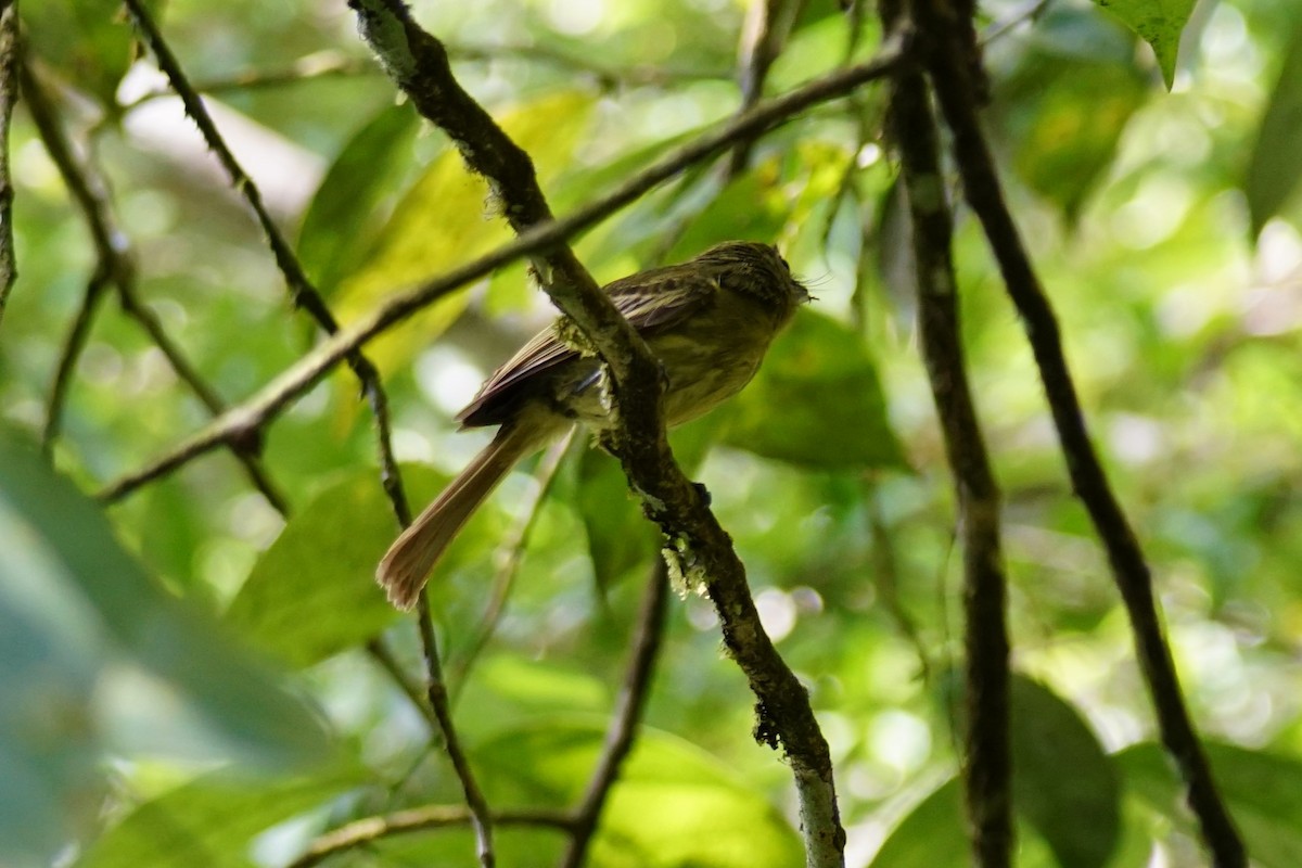 Western Olivaceous Flatbill - ML644254477