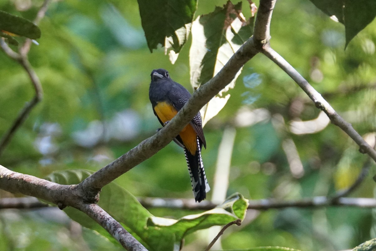 Mor Trogon - ML644254478