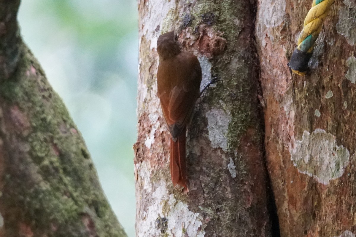 チビオニキバシリ - ML644254480