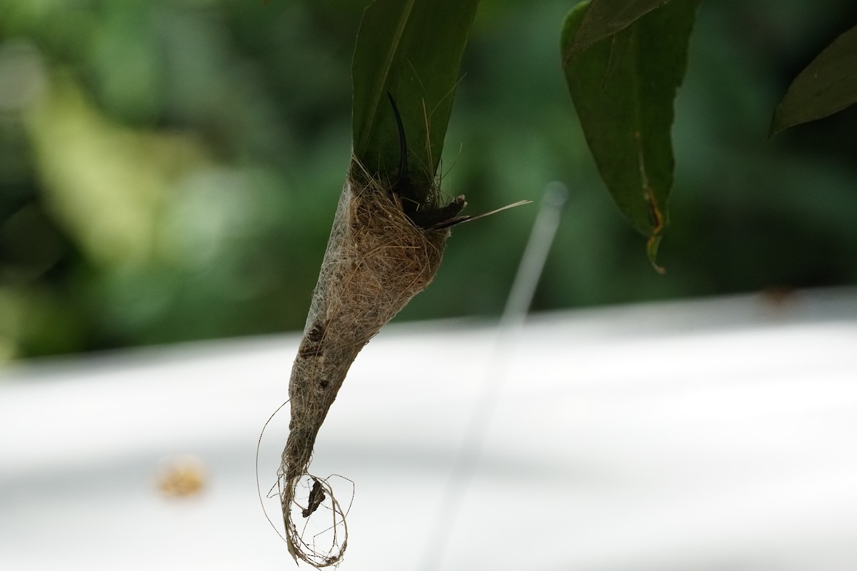 Ermitaño Ventripálido - ML644254481