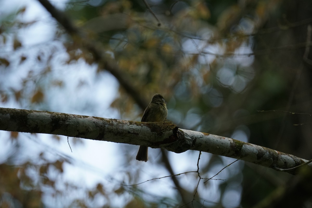 Western Olivaceous Flatbill - ML644254482
