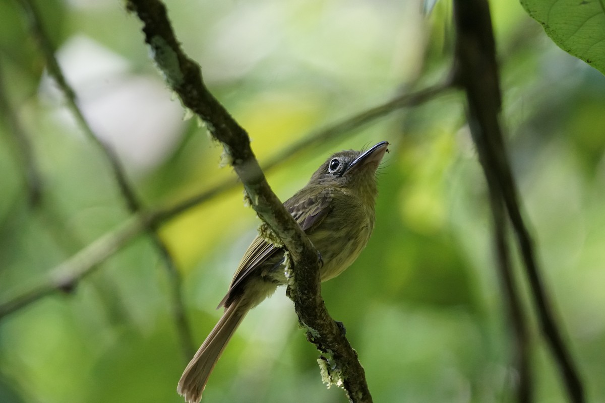 Western Olivaceous Flatbill - ML644254483