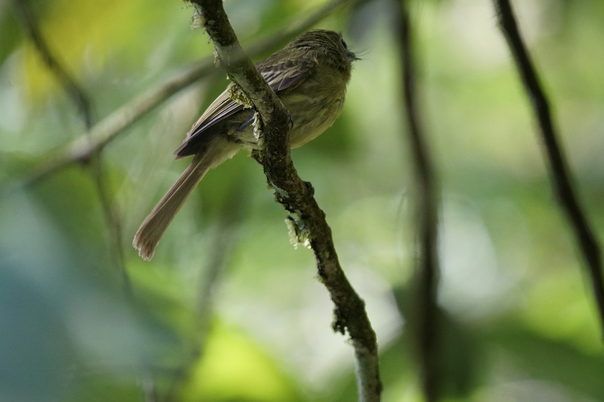 Western Olivaceous Flatbill - ML644254484