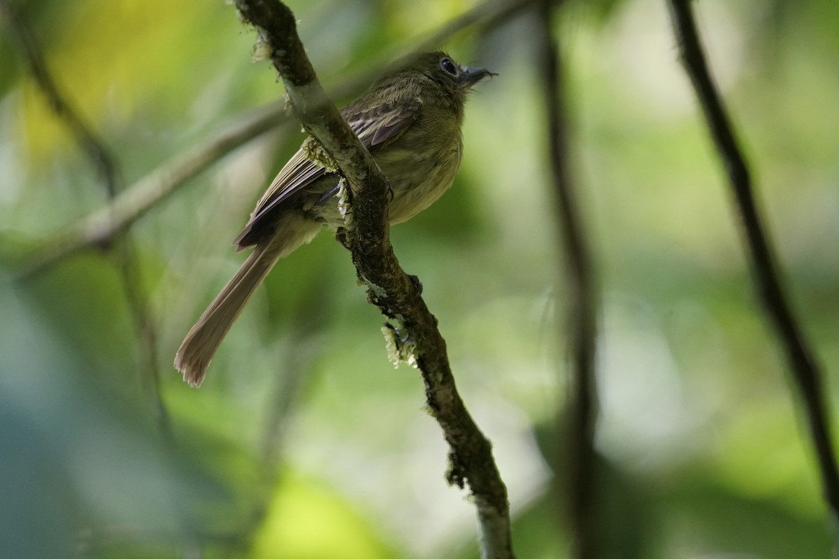 Western Olivaceous Flatbill - ML644254485