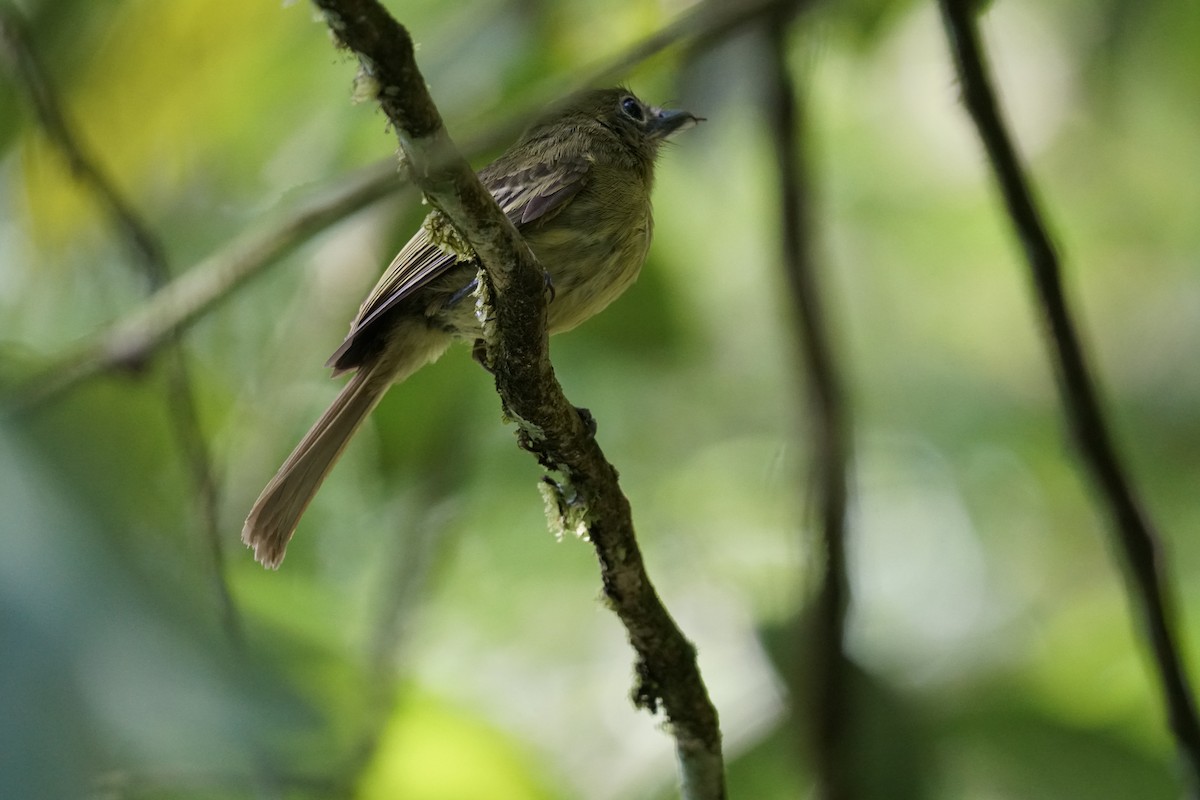 Western Olivaceous Flatbill - ML644254486