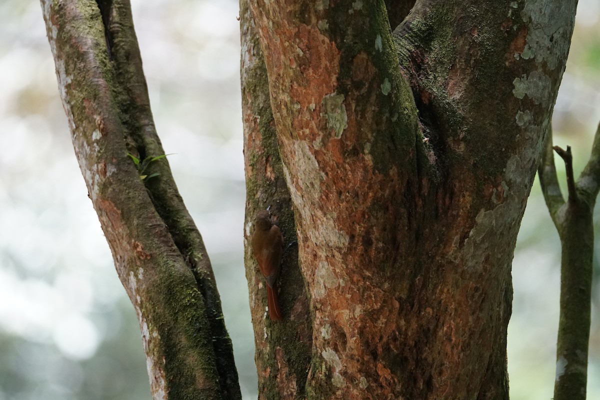 チビオニキバシリ - ML644254488