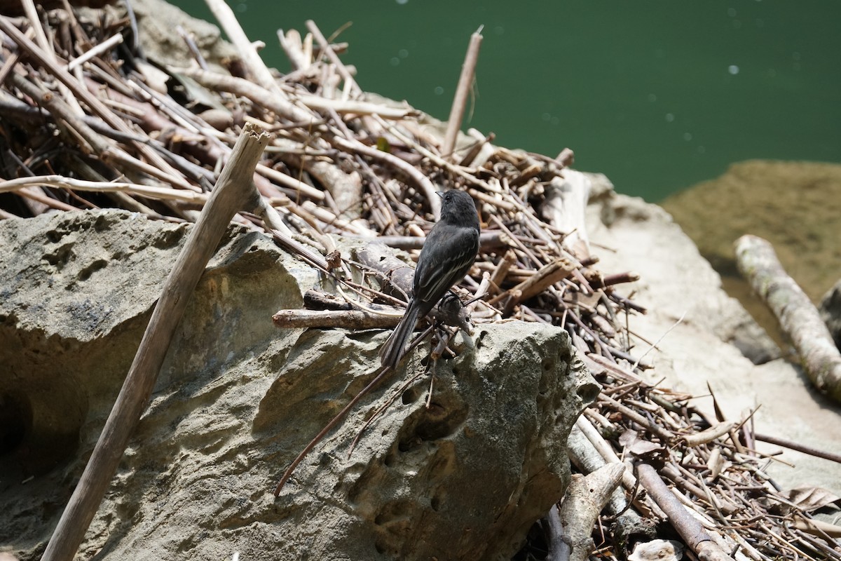 Black Phoebe - ML644254489