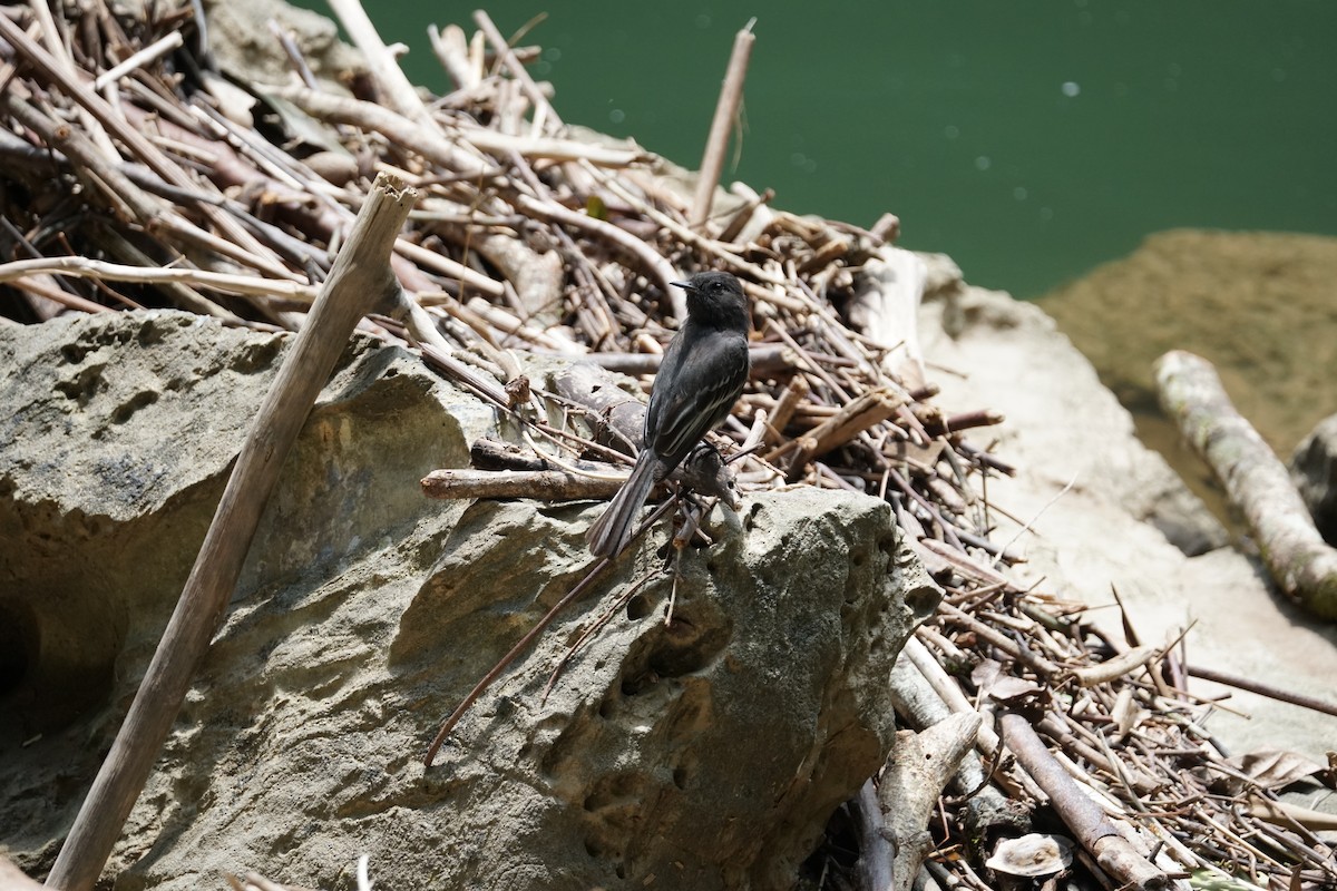 Black Phoebe - ML644254491