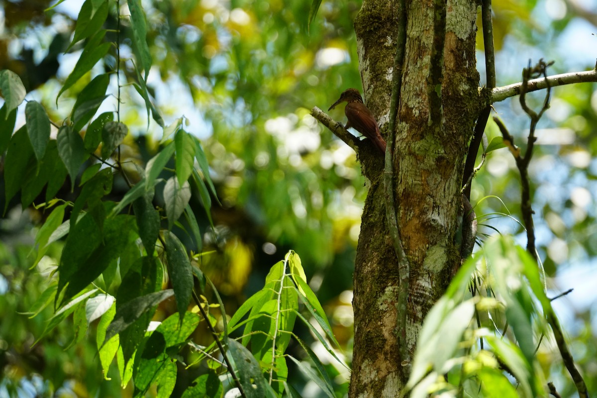 Cocoa Woodcreeper (Lawrence's) - ML644254492