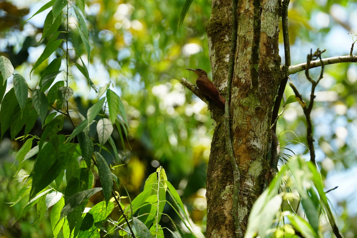 Cocoa Woodcreeper (Lawrence's) - ML644254493