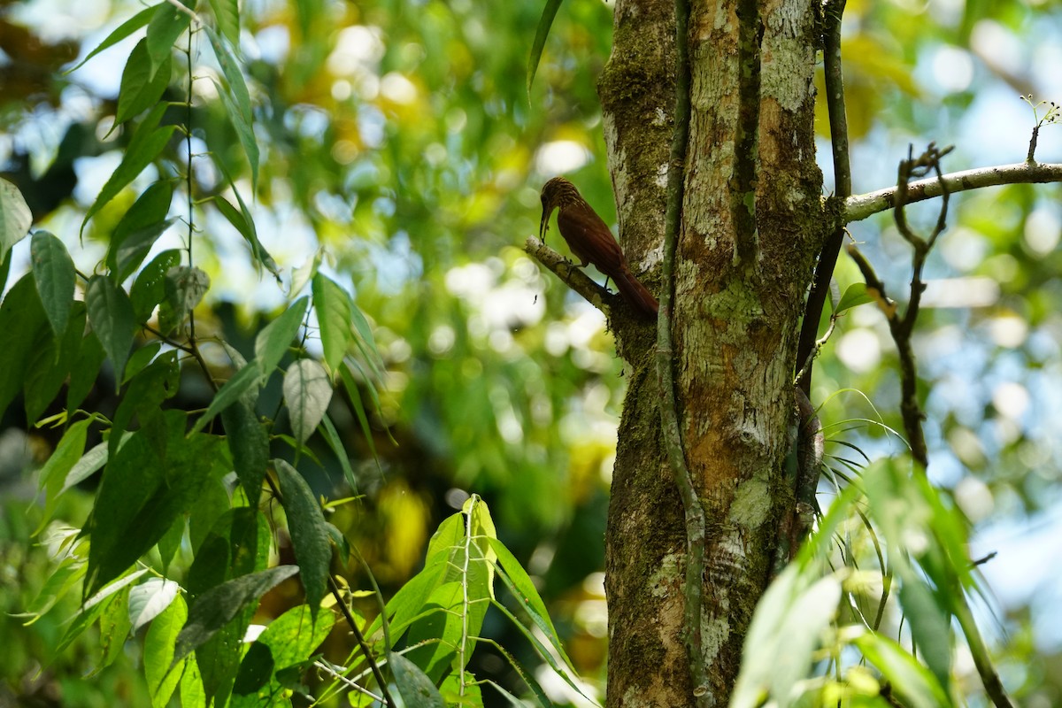 Cocoa Woodcreeper (Lawrence's) - ML644254494
