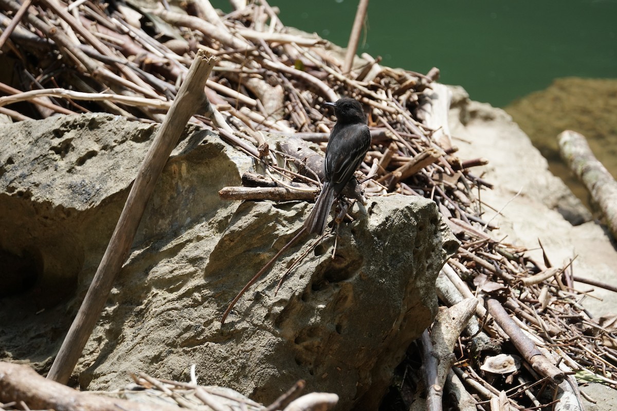 Black Phoebe - ML644254507