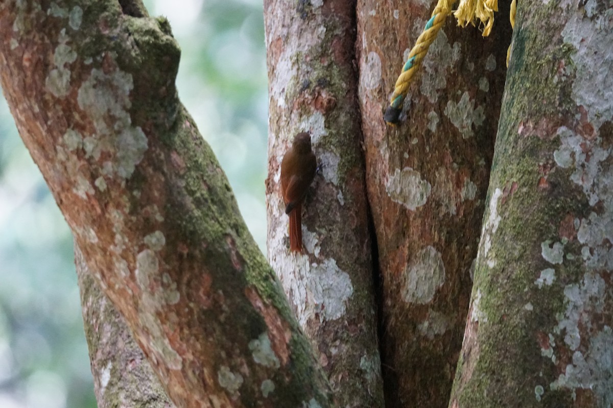 チビオニキバシリ - ML644254508