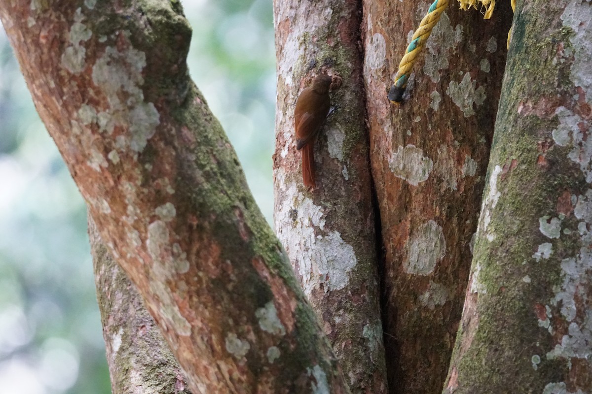 チビオニキバシリ - ML644254509