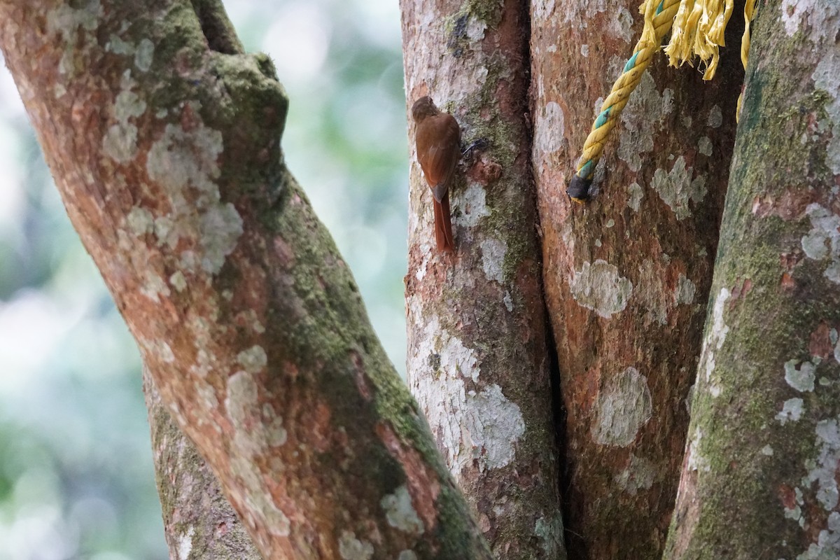 チビオニキバシリ - ML644254511