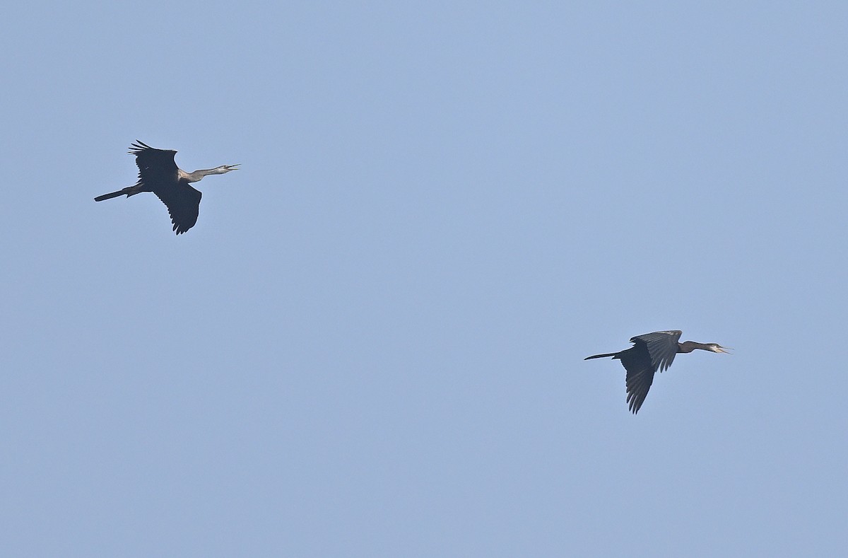 Anhinga roux - ML644254523