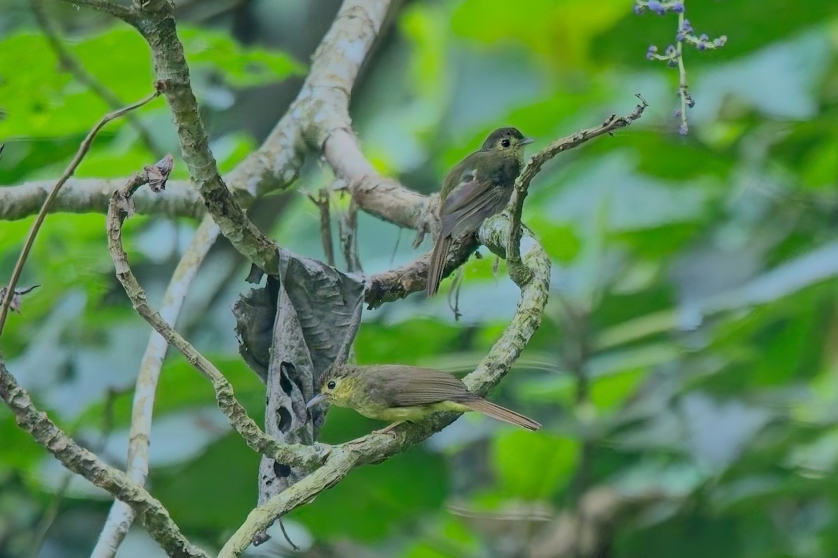 Hairy-backed Bulbul - ML644254542