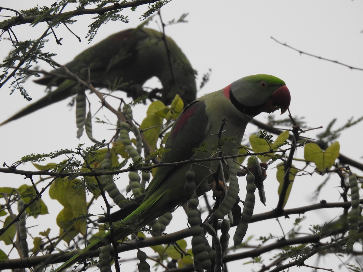 Alexandrine Parakeet - ML644254552