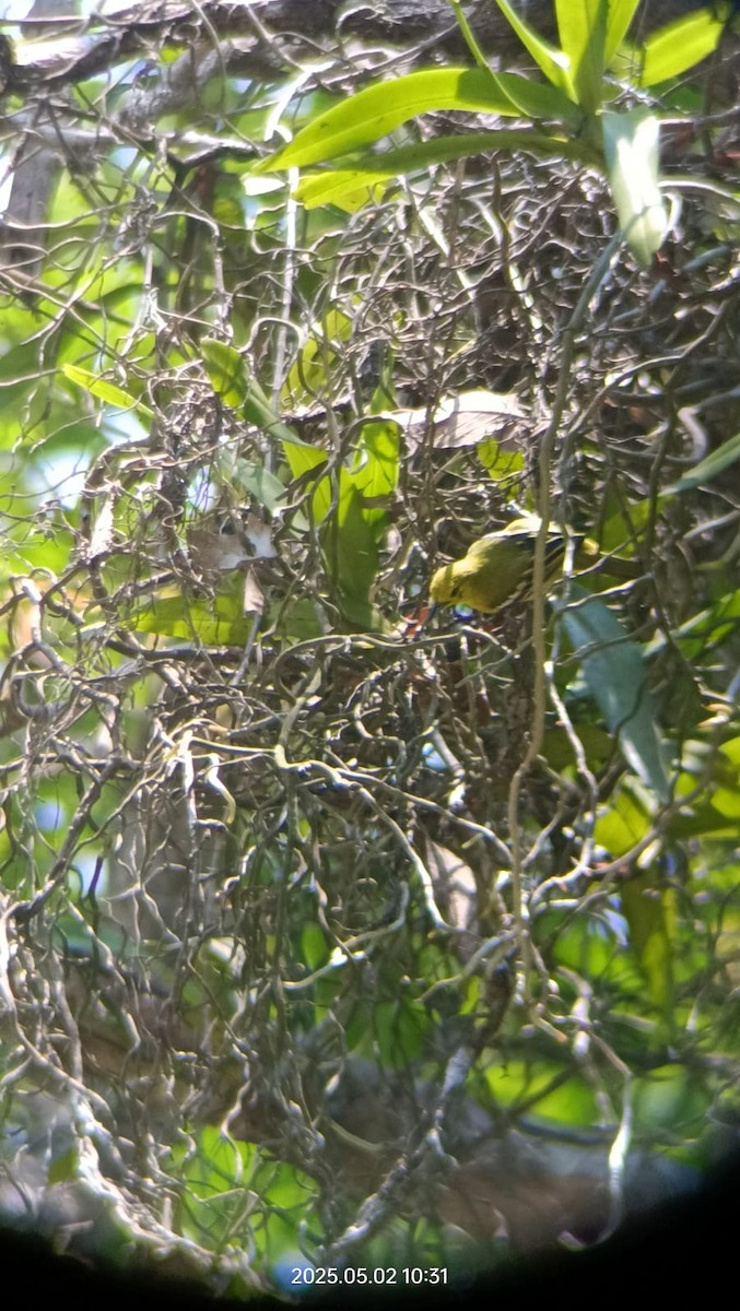 Common Iora - ML644254558
