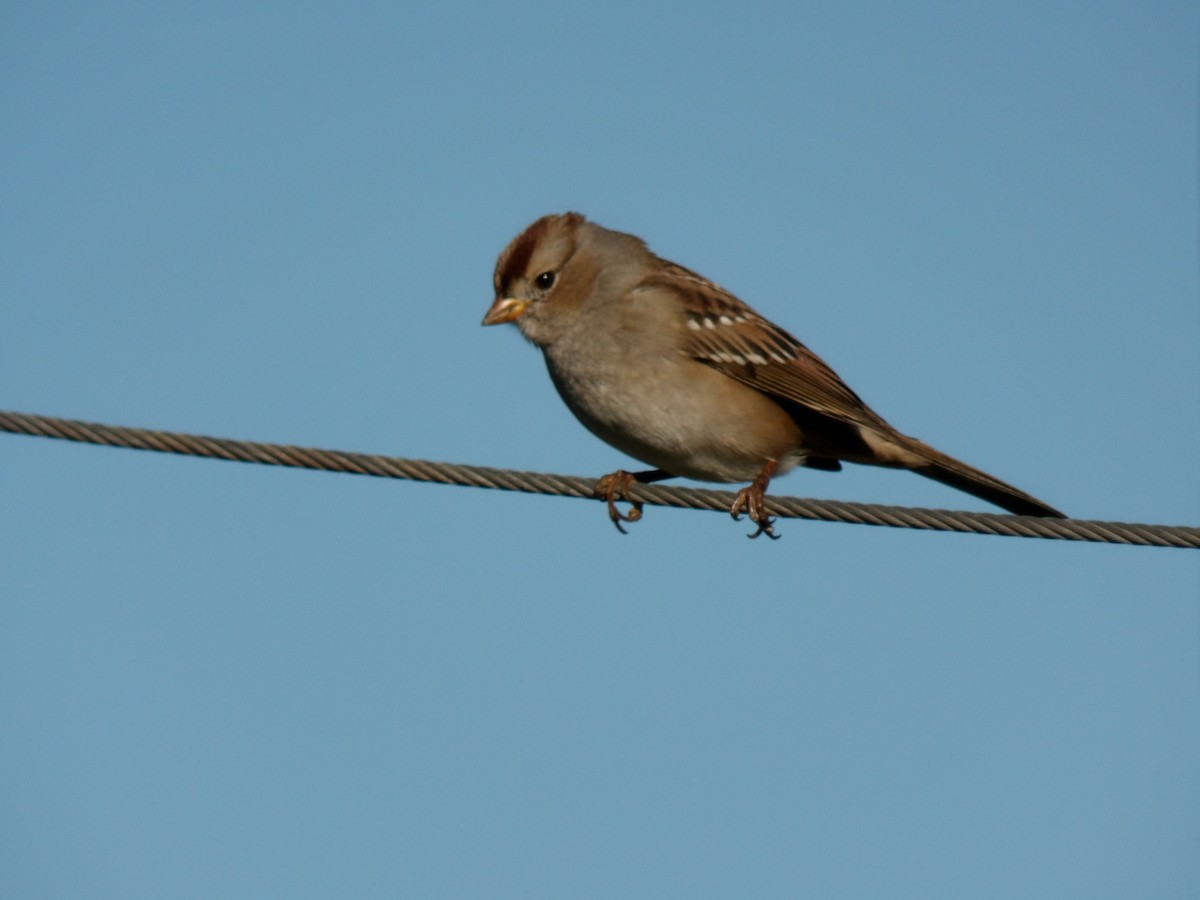 strnadec bělopásý - ML644254581