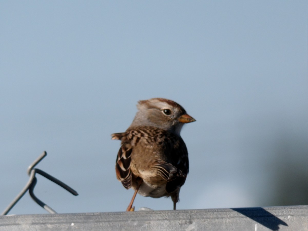 strnadec bělopásý - ML644254582