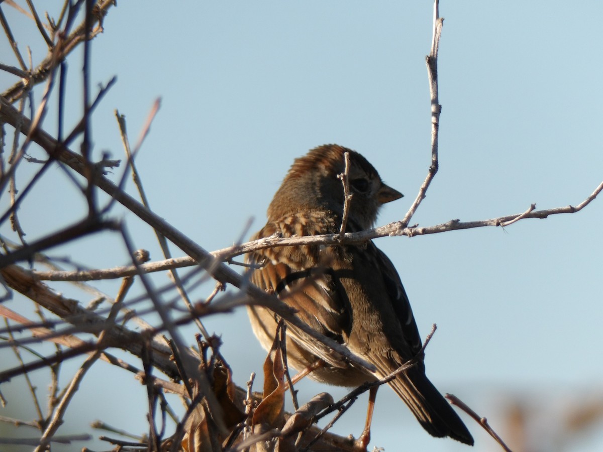 strnadec bělopásý - ML644254583