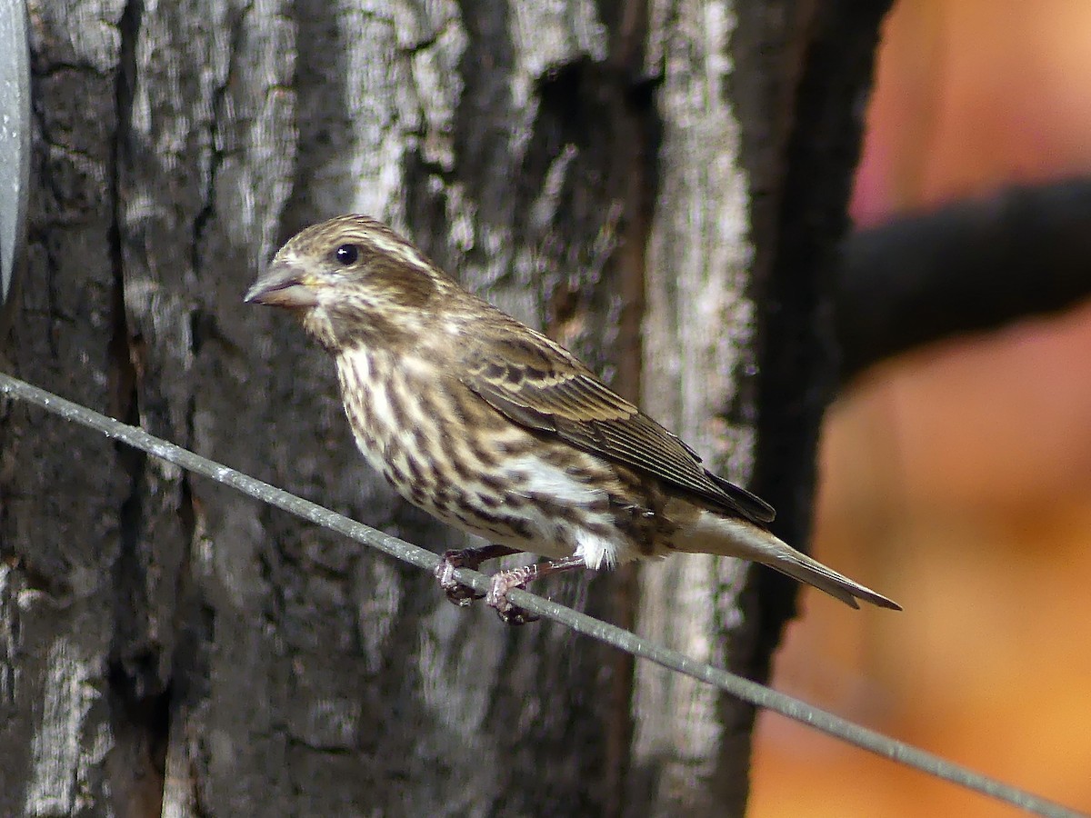 Camachuelo Purpúreo - ML644254596