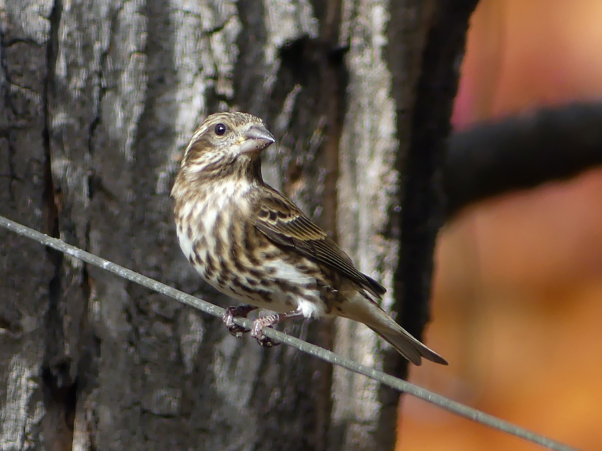 Camachuelo Purpúreo - ML644254598
