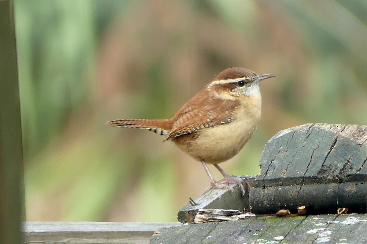 Carolina Wren - ML644254599