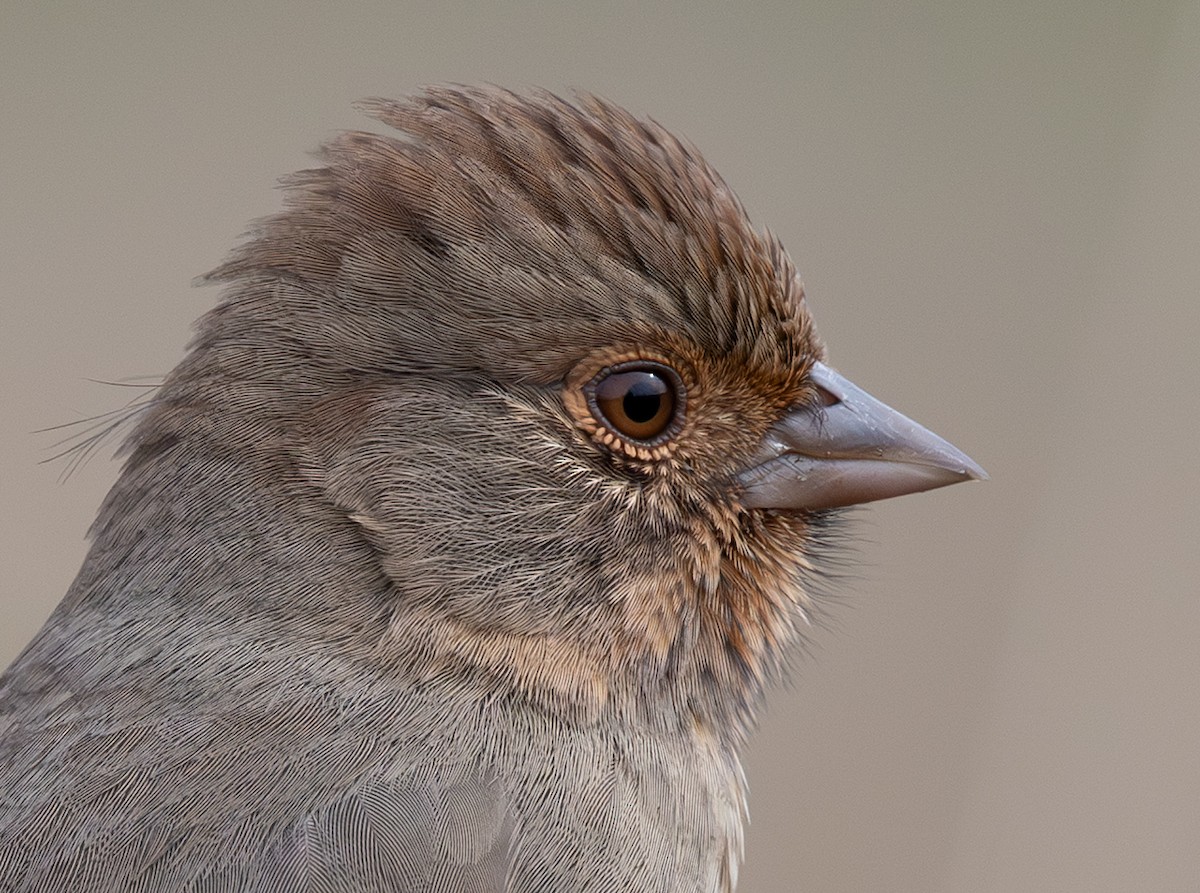 kaliforniatovi - ML644254602