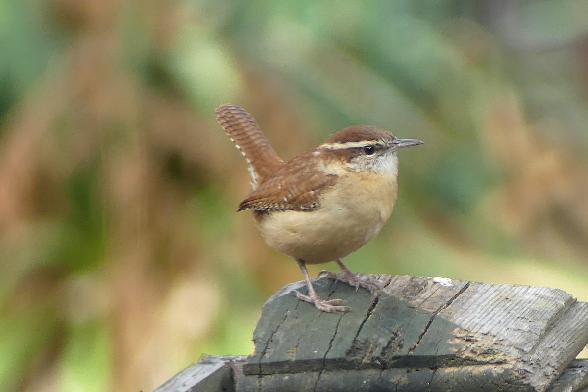 Carolina Wren - ML644254603