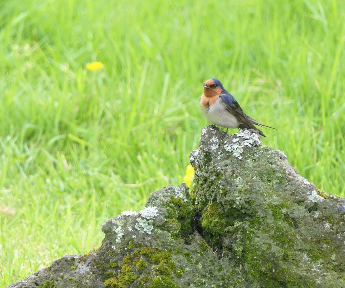 Welcome Swallow - ML644254604