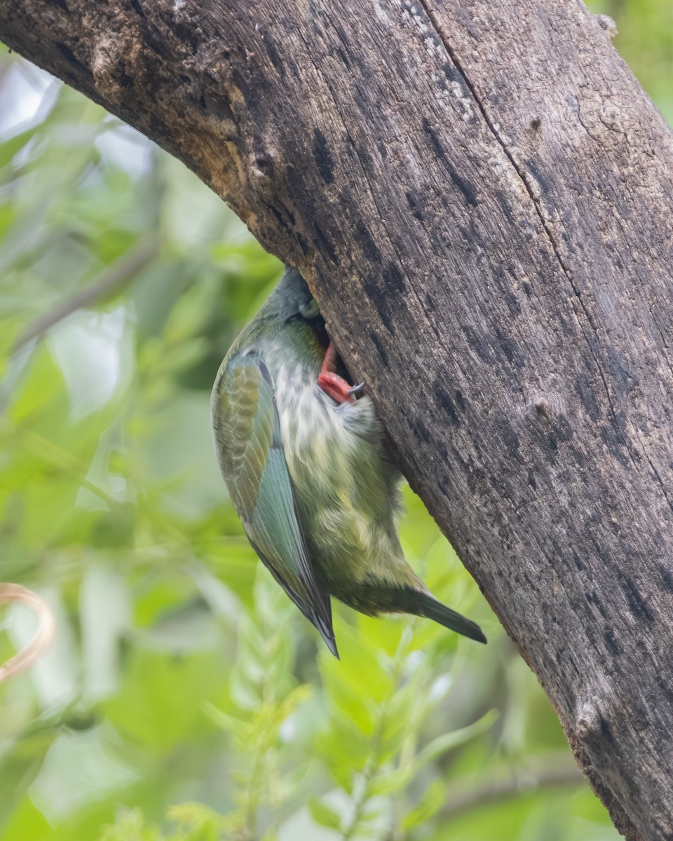 Coppersmith Barbet - ML644254606