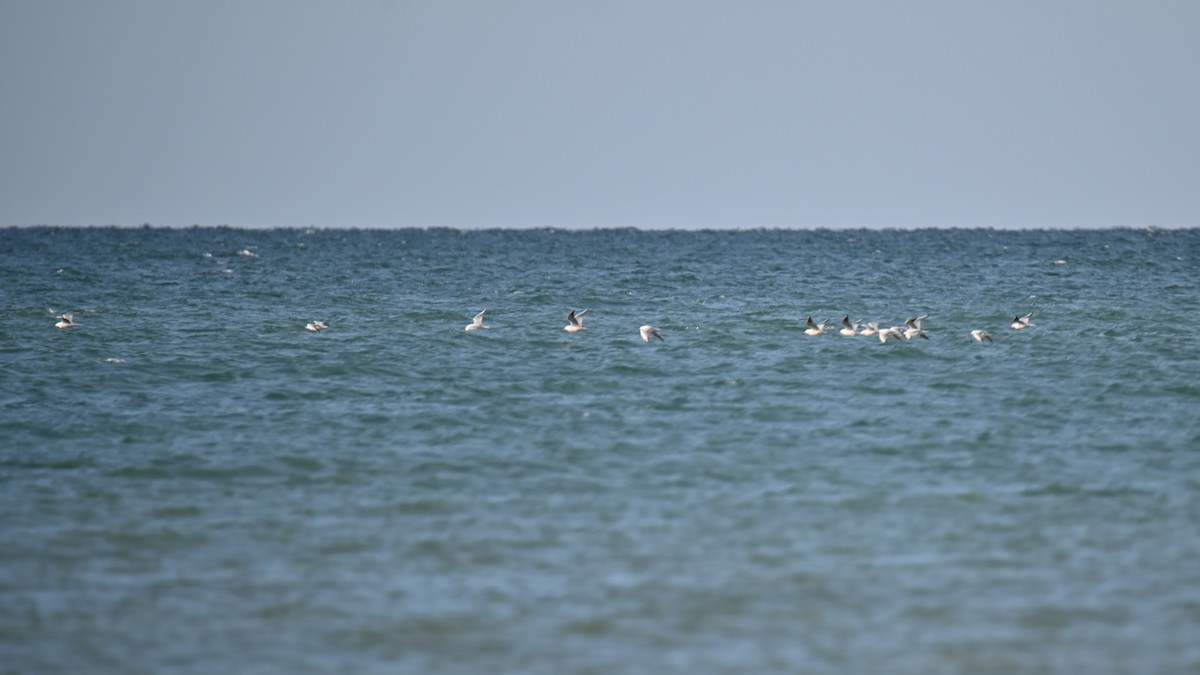 Slender-billed Gull - ML644254608
