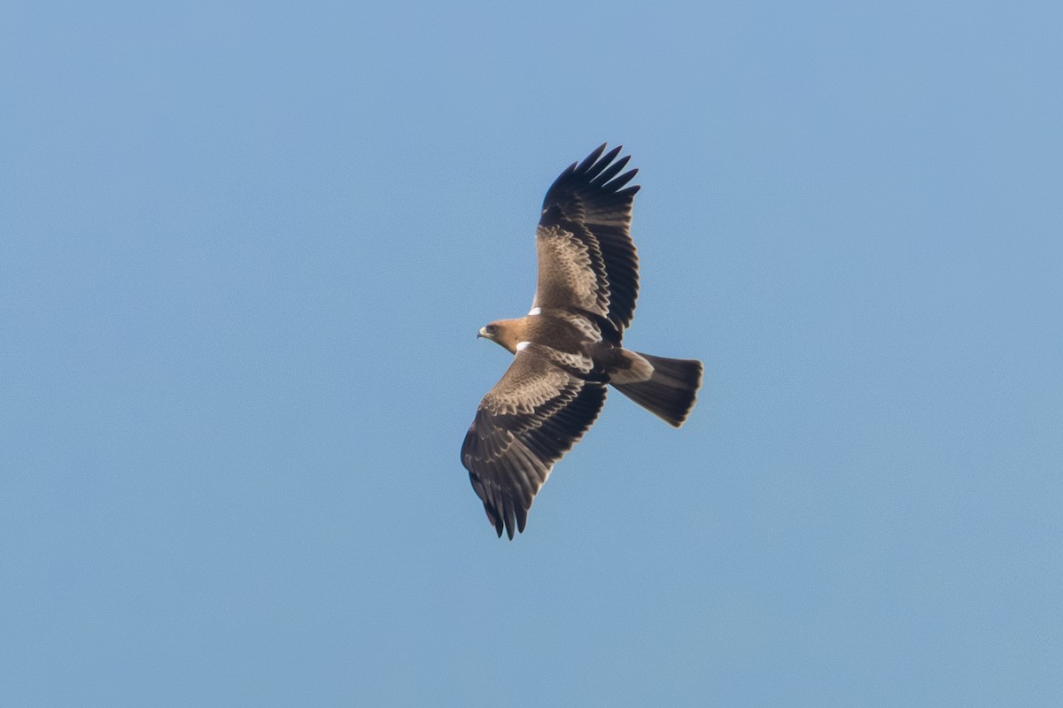 Booted Eagle - ML644254612