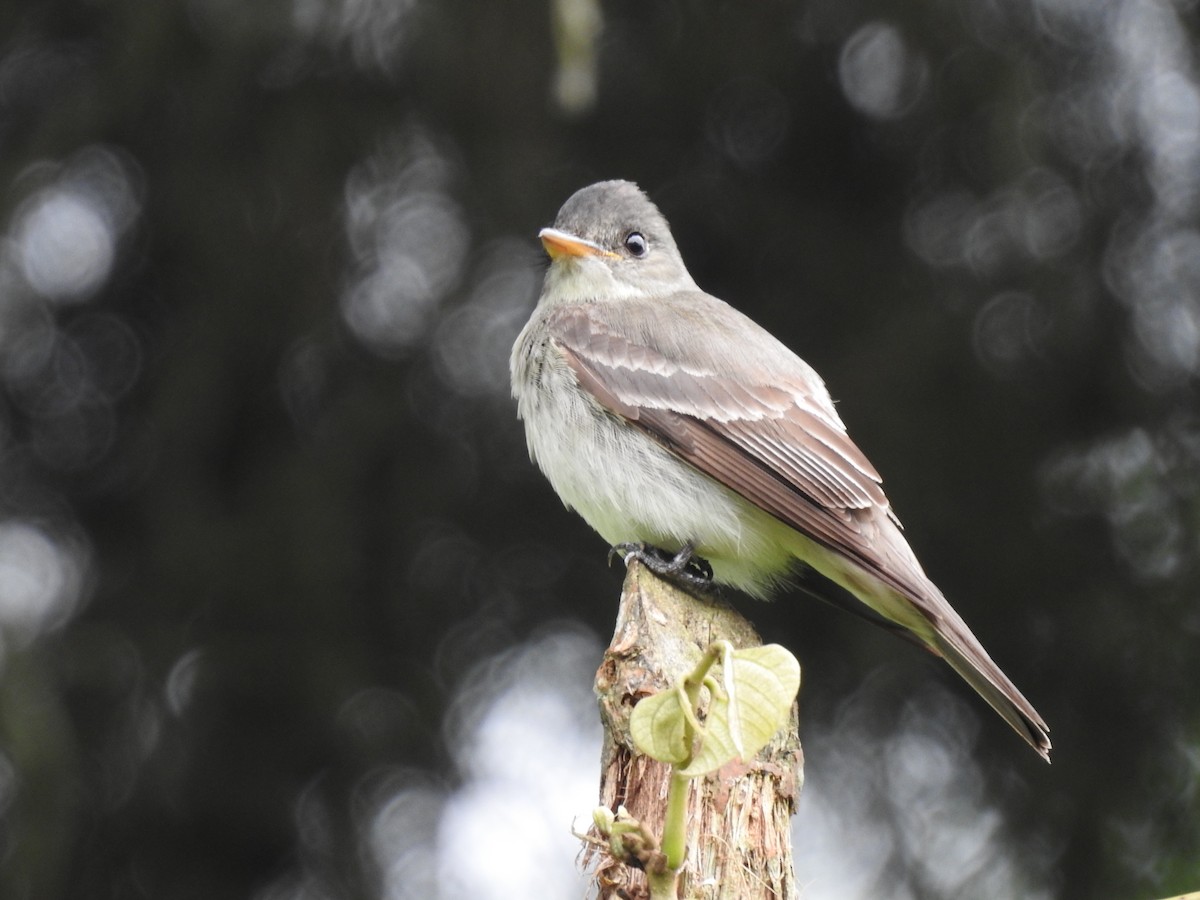 Eastern Wood-Pewee - ML644254613