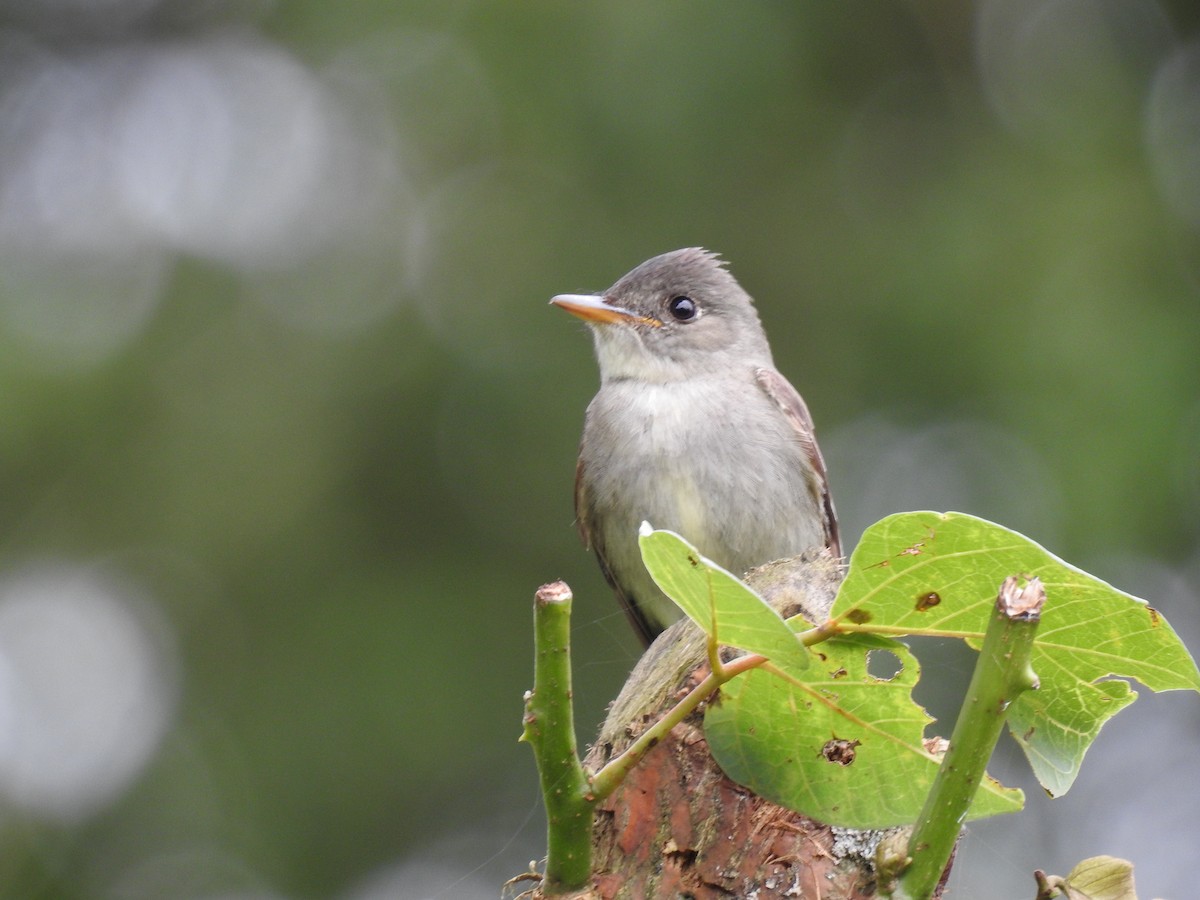 Eastern Wood-Pewee - ML644254614