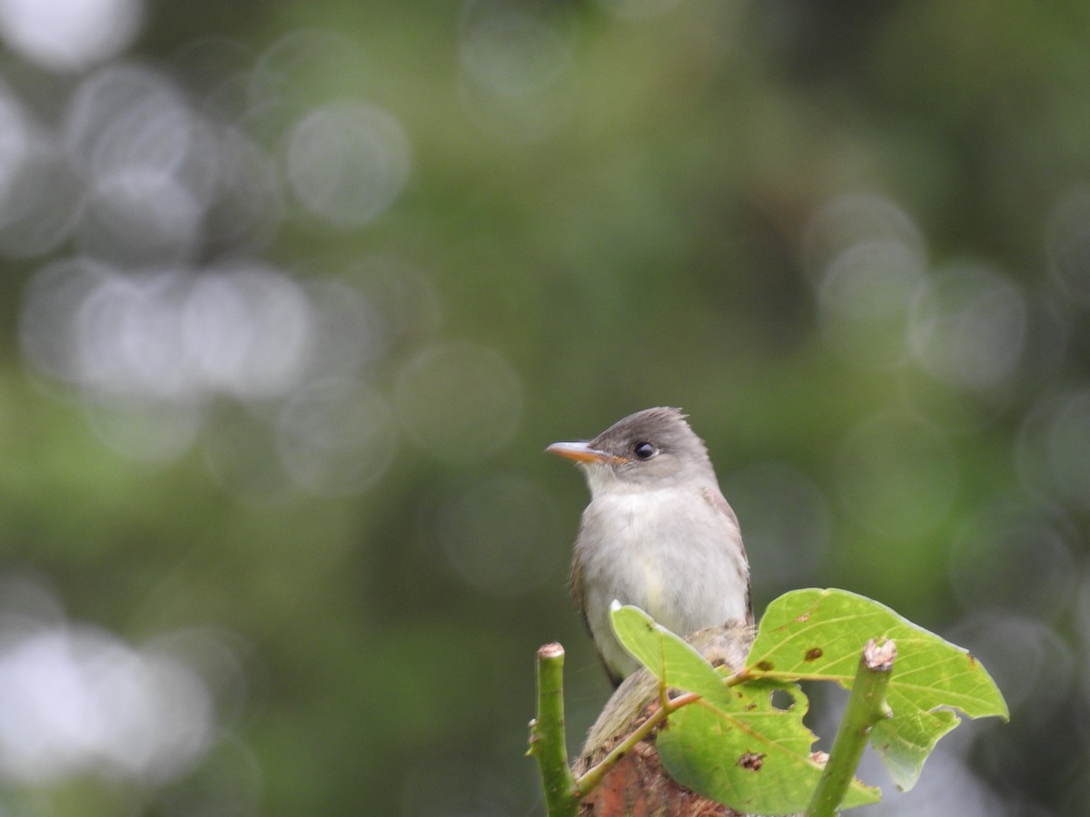 Eastern Wood-Pewee - ML644254615
